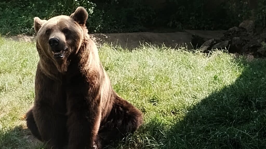 Le parc des Ours d'URDOS